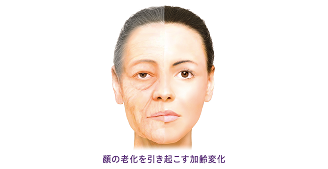 老化のメカニズム